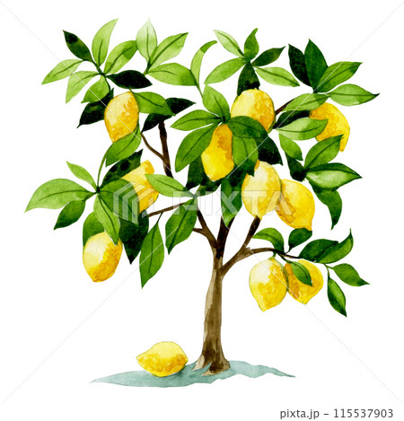 watercolor drawing, lemon tree. clip art 115537903