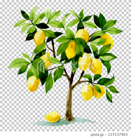 watercolor drawing, lemon tree. clip art 115537903