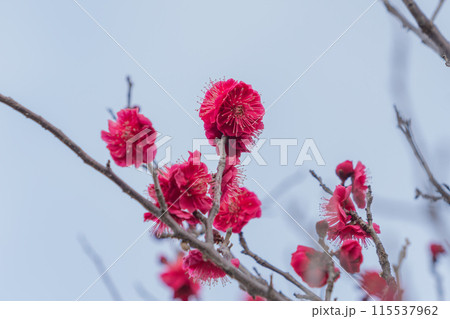 赤い梅の花 115537962