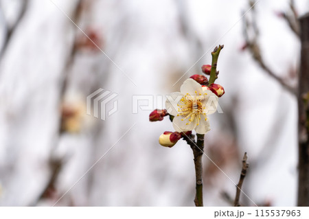 春を告げる梅の花 115537963