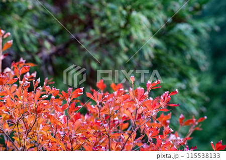 11月の紅葉が映える(仙台) 11月の紅葉が映える(仙台) 115538133