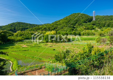 名古木の棚田　初夏の田園　棚田の風景 115538138