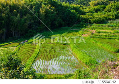 名古木の棚田 初夏の田園 棚田の風景 名古木の棚田 初夏の田園 棚田の風景 115538142