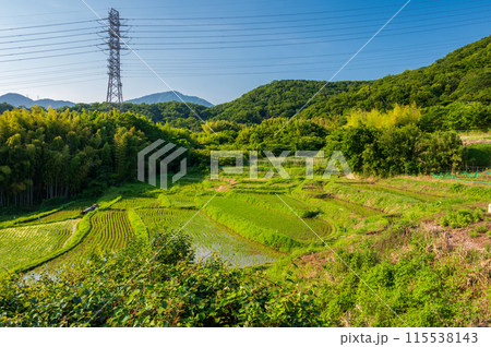 名古木の棚田 初夏の田園 棚田の風景 名古木の棚田 初夏の田園 棚田の風景 115538143