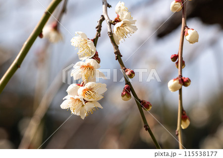 白い梅の花 115538177