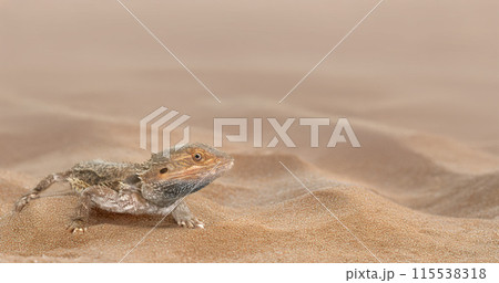bearded dragons in nature bearded dragons in nature 115538318