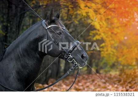 riding girl and horse 115538321