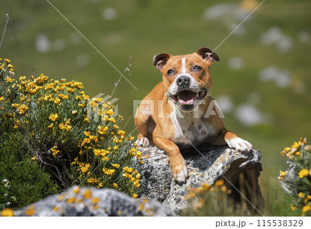 staffordshire bull terrier 115538329