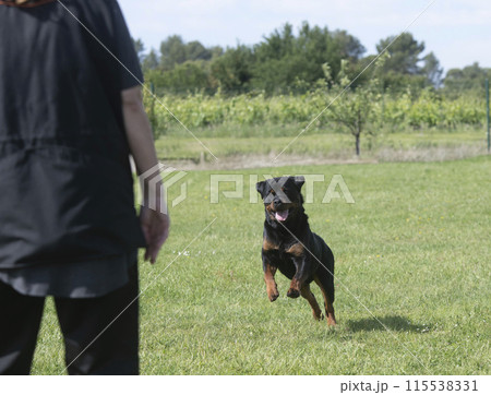 rottweiler training for competition 115538331