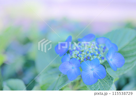 青色のガクアジサイ 梅雨イメージ 青色のガクアジサイ 梅雨イメージ 115538729
