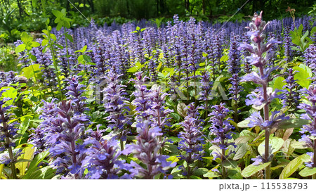 Close-up shot purple flowers of lush blooming Blue bugle or Ajuga reptans ornamental plant blooms all over flowerbed in spring garden at sunny day. With no people springtime season natural background. 115538793