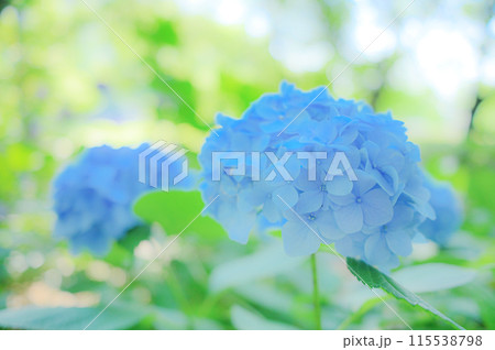 6月の公園に咲く青い紫陽花 梅雨イメージ 6月の公園に咲く青い紫陽花 梅雨イメージ 115538798