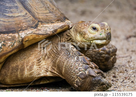 Close up head Sulcata tortoise in the garden at thailand 115539175