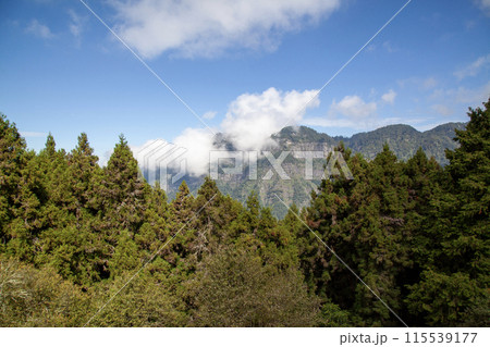 View of forest and mountain in national park in taiwan View of forest and mountain in national park in taiwan 115539177