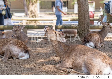奈良公園の鹿 115539691