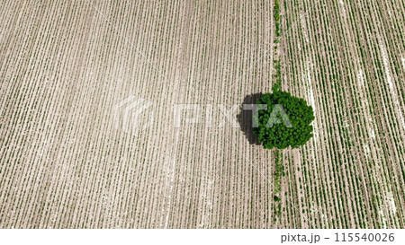 Agriculture Fileds aerial view Thailand countryside	 115540026