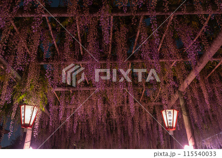 ライトアップされた夜の磐田市の国の天然記念物に指定された熊野の長藤の藤棚の下から見た藤棚(静岡県) 115540033