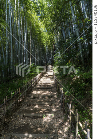 ＜千葉県＞ひよどり坂(佐倉) 115540136