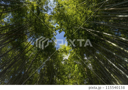 ＜千葉県＞ひよどり坂(佐倉) 115540138