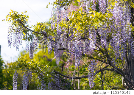 Selective focus of purple flowers Wisteria sinensis or Blue rain. Flowering Japanese Wisteria tree in garden. Beautiful outdoor floral background Selective focus of purple flowers Wisteria sinensis or Blue rain. Flowering Japanese Wisteria tree in garden. Beautiful outdoor floral background 115540143
