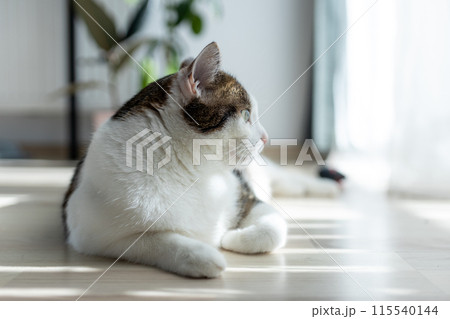 Beautiful home cat lying on the floor, one paw pulled forward. Adorable domestic pet concept. Beautiful home cat lying on the floor, one paw pulled forward. Adorable domestic pet concept. 115540144