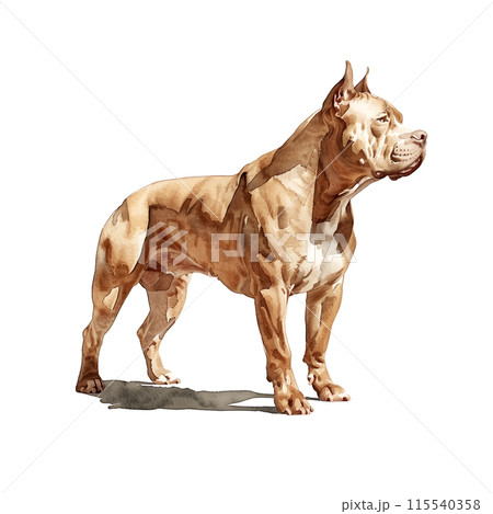 白背景にピットブルの水彩イラスト 115540358