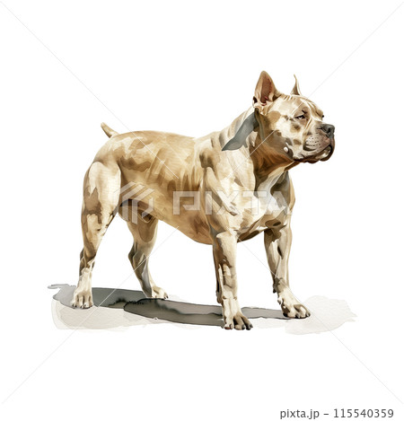 白背景にピットブルの水彩イラスト 115540359