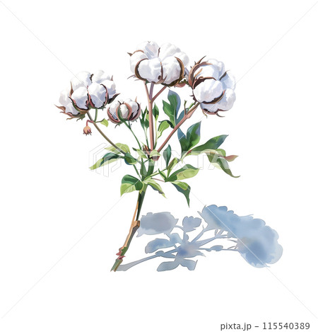 白背景にオーガニックコットンの水彩イラスト 白背景にオーガニックコットンの水彩イラスト 115540389
