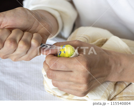 Parrot treatment close up. 115540804