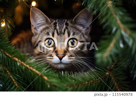 A small curious tabby kitten plays on the top of the Christmas tree. A small kitten among the branches of a festive Christmas tree. New Year's celebration. Funny Christmas pets. Pets during the 115540978