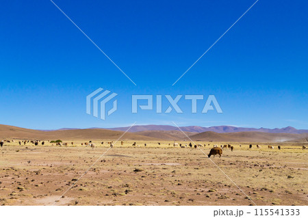Bolivian llama breeding,Bolivia 115541333