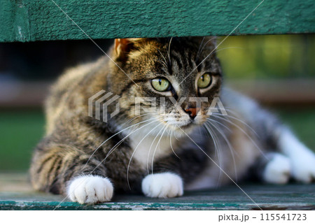 The grey cat is resting and looking around. close-up. cute pets. 115541723
