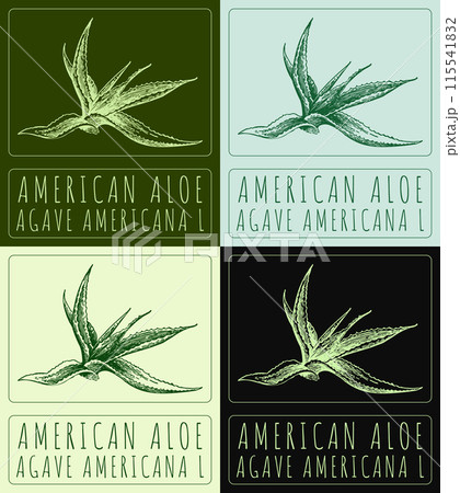 Set of vector drawing AMERICAN ALOE in various colors. Hand drawn illustration. The Latin name is AGAVE AMERICANA L Set of vector drawing AMERICAN ALOE in various colors. Hand drawn illustration. The Latin name is AGAVE AMERICANA L 115541832