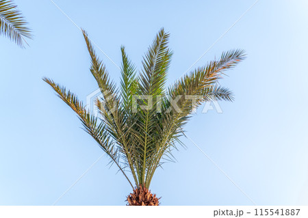 Palm tree with green leaves on blue background 115541887