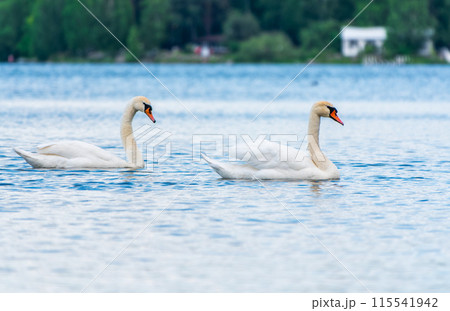Two Graceful white Swans swimming in the lake, swans in the wild 115541942