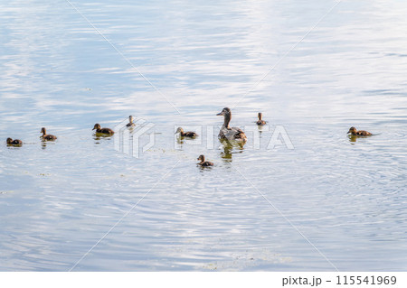 A family of ducks, a duck and its little ducklings are swimming in the water. The duck takes care of its newborn ducklings. Mallard, lat. Anas platyrhynchos 115541969