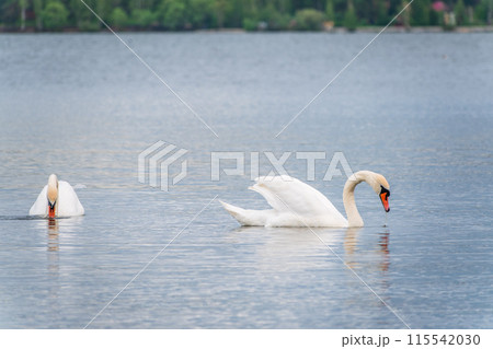 Two Graceful white Swans swimming in the lake, swans in the wild 115542030