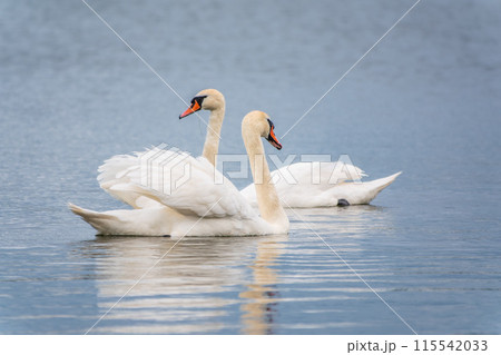 Mating games of a pair of white swans. Swans swimming on the water in nature. Valentine's Day background Mating games of a pair of white swans. Swans swimming on the water in nature. Valentine's Day background 115542033