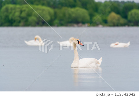 Graceful white Swans swimming in the lake, swans in the wild Graceful white Swans swimming in the lake, swans in the wild 115542042