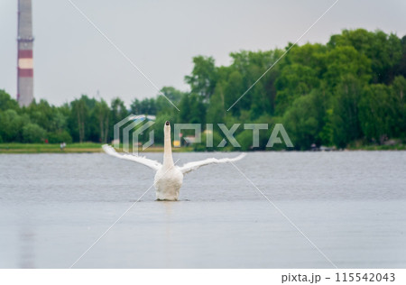 Graceful white Swan swimming in the lake and flaps its wings on the water. Graceful white Swan swimming in the lake and flaps its wings on the water. 115542043