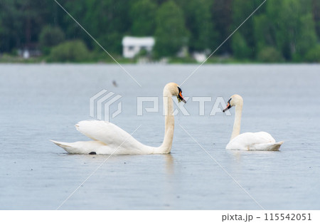 Two Graceful white Swans swimming in the lake, swans in the wild Two Graceful white Swans swimming in the lake, swans in the wild 115542051
