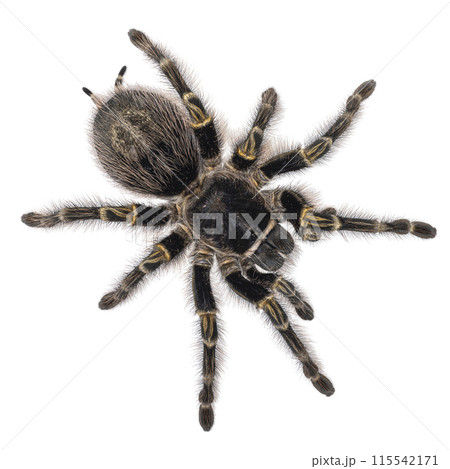 Tarantula on white background Tarantula on white background 115542171
