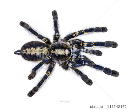 Tarantula on white background Tarantula on white background 115542172