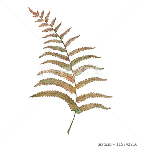 Fern, leaves, branch, leaf, foliage, green, yellow, autumn, the illustration is painted in watercolor on a white background. A beautiful, bright sketch, suitable for the design of cards, invitations. 115542216