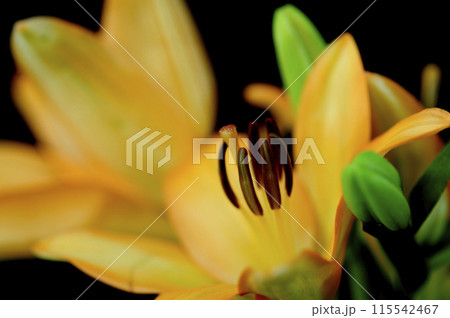 ユリの花 ユリの花 115542467