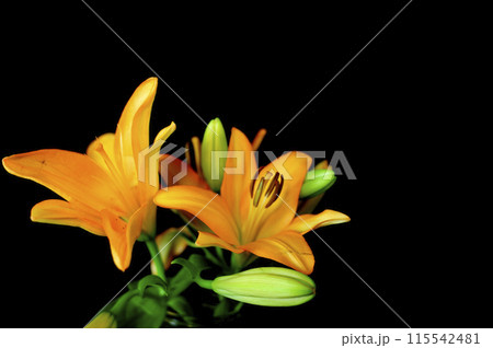 ユリの花 ユリの花 115542481
