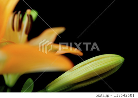ユリの花 ユリの花 115542501