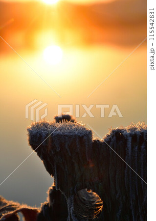 朝の福島潟（新潟県） 115542831