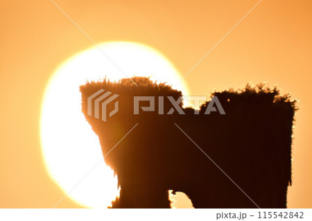 朝の福島潟（新潟県） 115542842