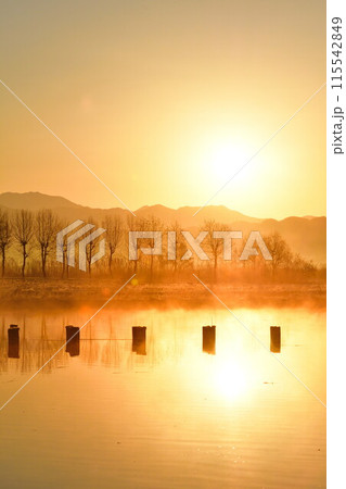 朝の福島潟(新潟県) 朝の福島潟(新潟県) 115542849